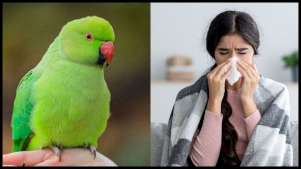 Viral Fever Spread By Parrots Viral Fever Spread By Parrots
