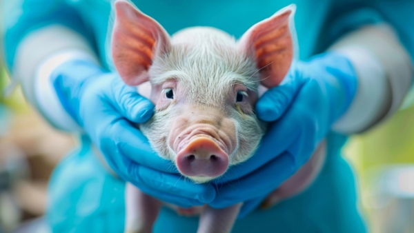 Pig kidney transplanted into 61 aged person for the first time in The World