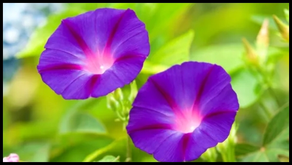 By planting these 5 plants at home