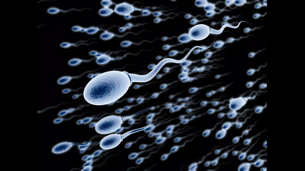 which foods increase sperm count very fast in telugu