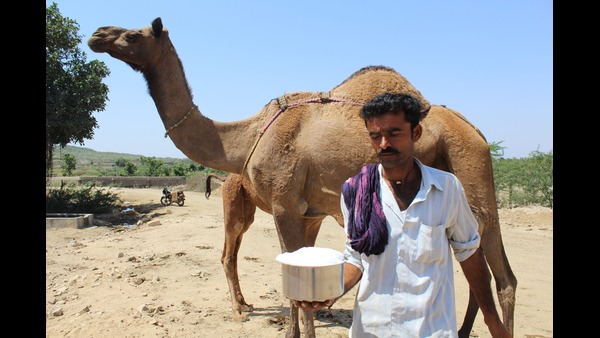 Why Camel milk is becoming more popular than cow milk in the world in telugu