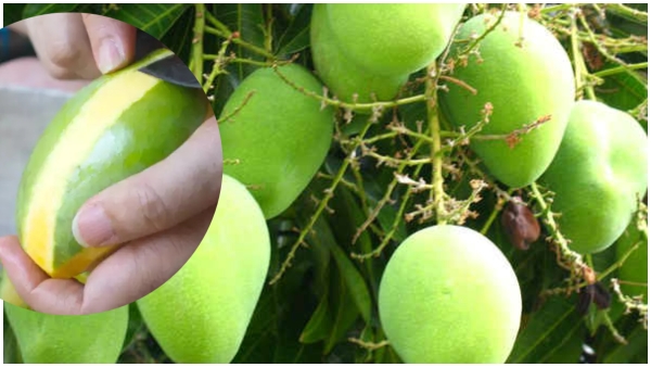 Health benefits in mango peel too how to make mango thokku