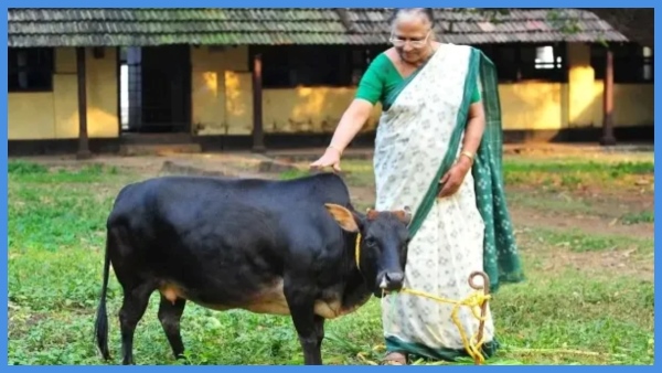 World s Most Nutritious Vechur Cow s Milk