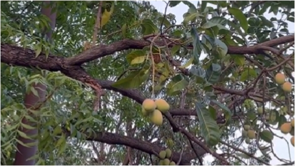 Mangoes on a neem tree