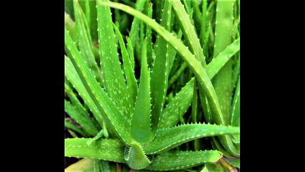 these are the plants which cant be brought into house in the summer season