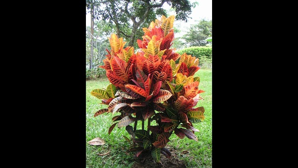 these are the plants which cant be brought into house in the summer season