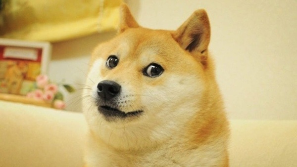 meme-dog-dogecoin-doge-died-while-asleep-shocks-internet