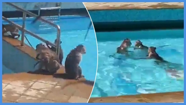 Heat Waves Monkeys take a dip in Mumbai swimming pool viral video