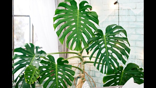 these are the plants which cant be brought into house in the summer season