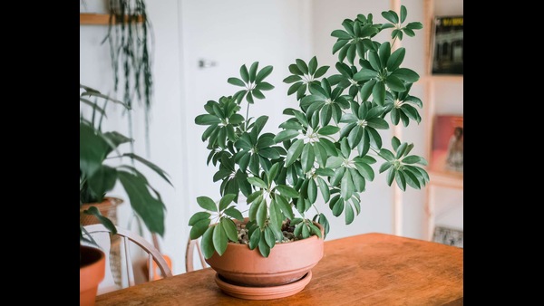 these are the plants which cant be brought into house in the summer season