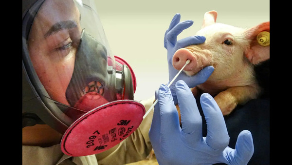 Swine flu cases increaing in india what are the symptoms of swine flu and how to prevent it Swine flu cases increaing in india what are the symptoms of swine flu and how to prevent it