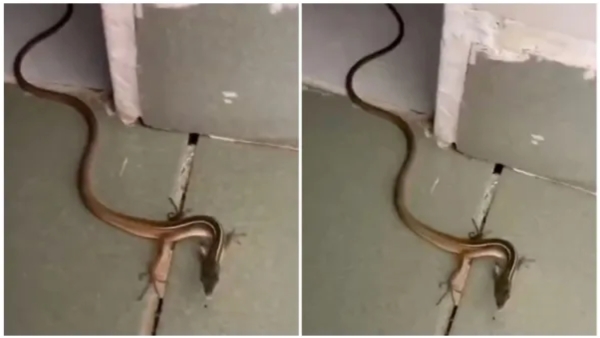 snake-have-four-legs