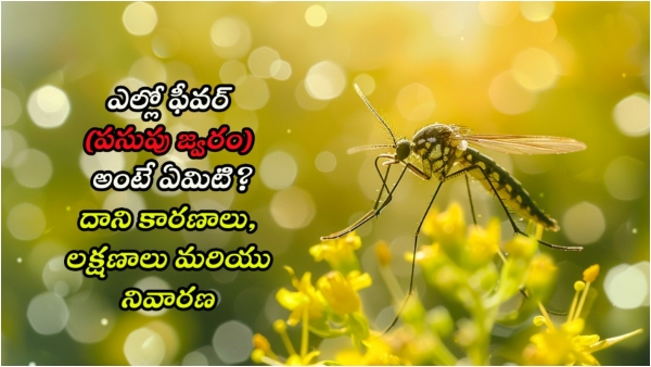 yellow-fever yellow-fever