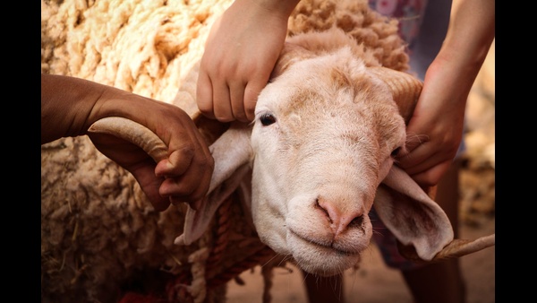 why-do-we-sacrifice-animals-infront-of-some-gods-and-godesses