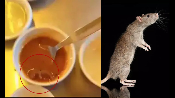women-sues-company-for-paying-full-salary-without-working-dead-rat-found-in-sambar-in-ahmedabad-res