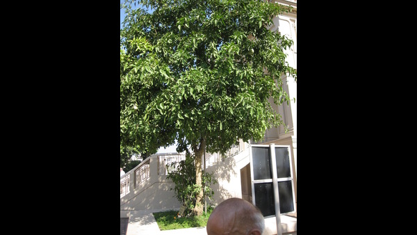 what-should-be-done-to-get-more-properties-accrding-to-hindu-sastra