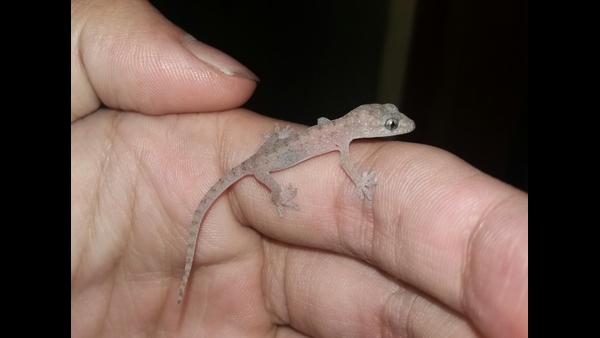 what-happens-when-you-see-more-lizards-in-house-according-to-hindu-sastra