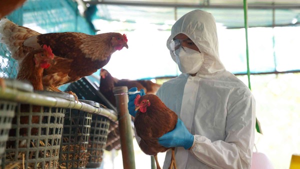 bird-flu-cases-are-increasing-in-india-bird-flu-symptoms-and-precuations-to-protect-from-bird-flu