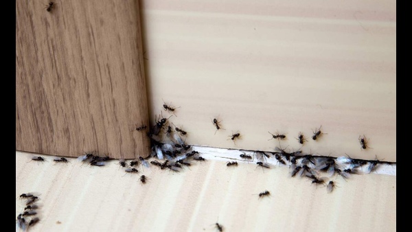 what-happens-when-crown-bat-owl-ants-enters-house-how-to-remove-its-dosha