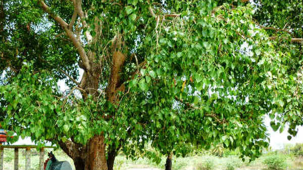 growing-some-plants-and-trees-infront-of-house-will-have-bad-sign-and-good-sign-according-to-hindu-s growing-some-plants-and-trees-infront-of-house-will-have-bad-sign-and-good-sign-according-to-hindu-s