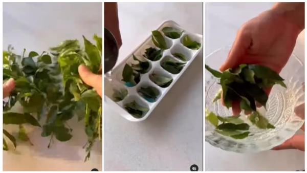 How to keep curry leaves fresh for months