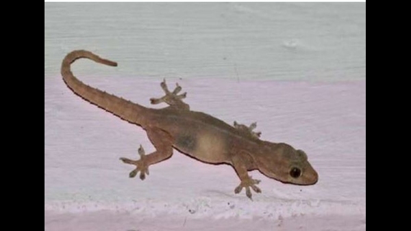 what-happens-when-you-see-more-lizards-in-house-according-to-hindu-sastra