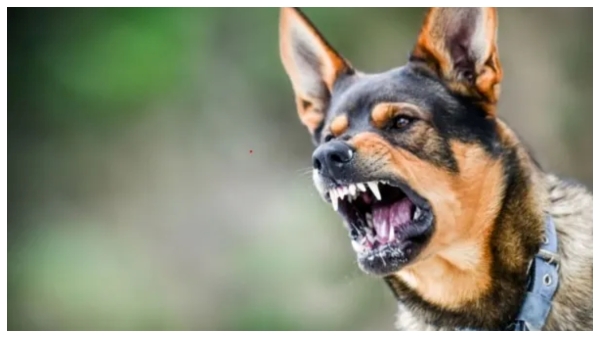 father-and-son-die-due-to-dog-bite-in-vishakapatnam
