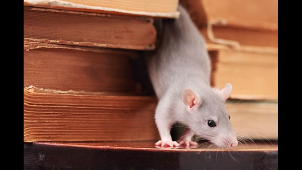 how-to-get-rid-of-rats-from-house-cupboards-shelves-cards-kitchen-beds-and-more