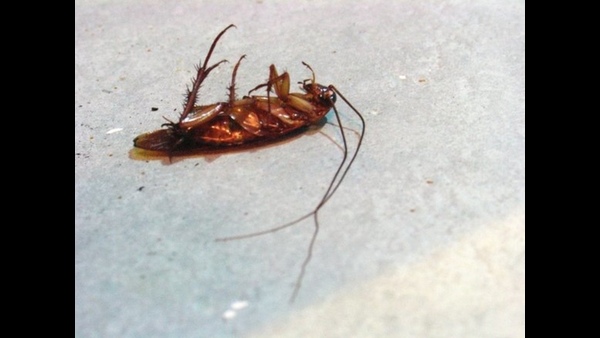 tips-to-prevent-cockroaches-during-the-monsoons