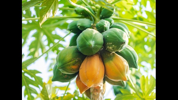 growing-some-plants-and-trees-infront-of-house-will-have-bad-sign-and-good-sign-according-to-hindu-s growing-some-plants-and-trees-infront-of-house-will-have-bad-sign-and-good-sign-according-to-hindu-s