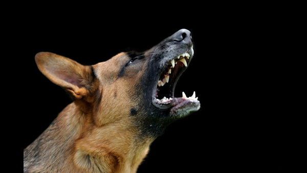 why-do-dogs-bark-at-night-and-what-is-the-reason-behind-it