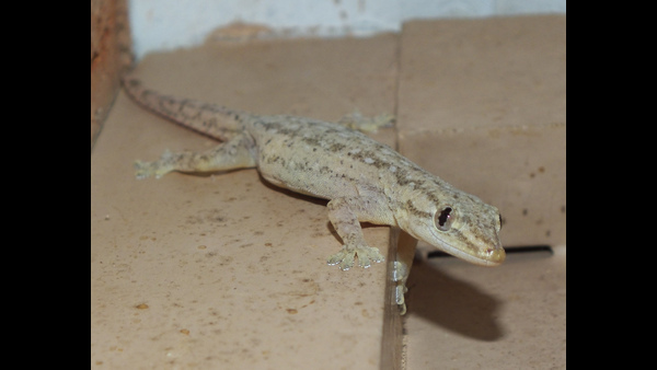 how-to-get-rid-of-lizards-from-home-tips-to-free-from-lizards-at-home