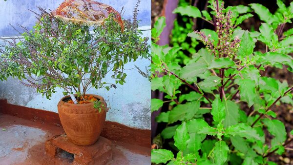 what-happens-when-tulasi-plant-gets-dried-up-infront-of-house-and-what-is-the-remedie