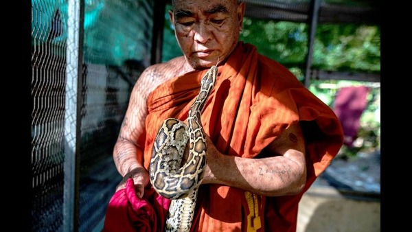 power of snakes venom