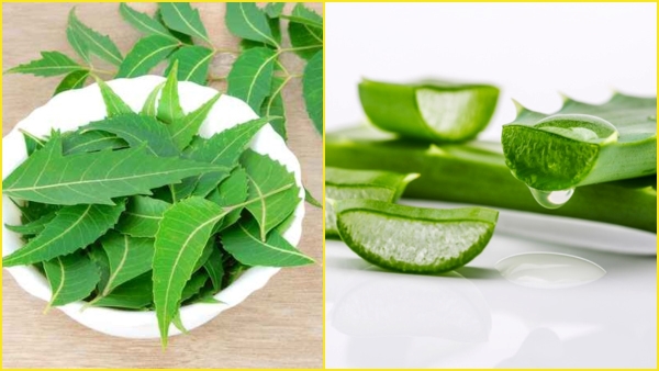 Can Dengue Spread From Person To Person Can Dengue Spread From Person To Person