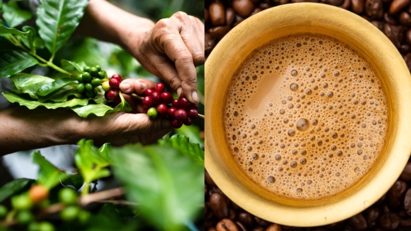 araku-coffee-that-impressed-pm-modi-explore-its-praises