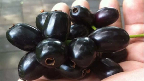 eating-black-jamun-after-eating-them-is-harmful- eating-black-jamun-after-eating-them-is-harmful-