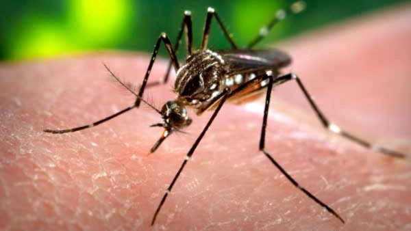 Can Dengue Spread From Person To Person Can Dengue Spread From Person To Person