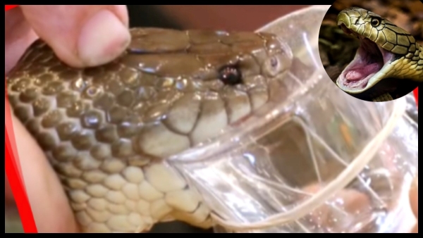 coastal taipan snake is the world s most venomous snake