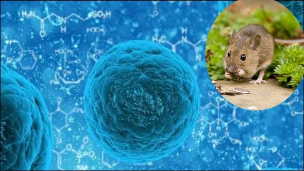 US have issued warnings on HantaVirus