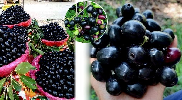 Black Jamun after eating them is harmful to health Black Jamun after eating them is harmful to health