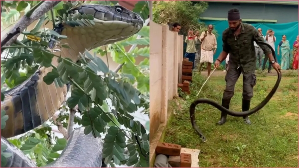 12 foot king cobra in the backyard Daring rescue in Karnataka