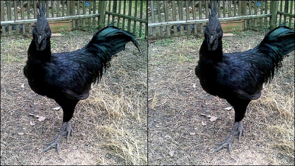 Ayam Cemani Most Expensive Chicken in The World
