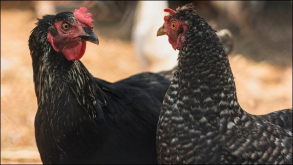 Ayam Cemani Most Expensive Chicken in The World