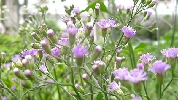 remedie will solve all your financial problems according to Shastra