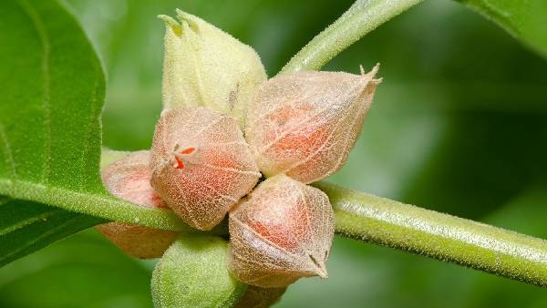 Ashwagandha has many Health benefits