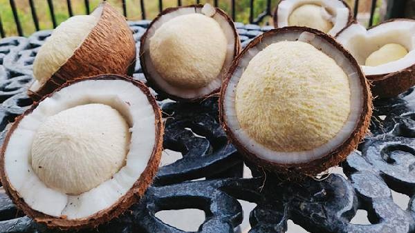 Health benefits of eating coconut flower