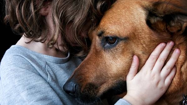 Dogs has the capacity to smell whenever we are stress