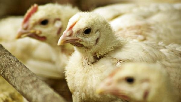 Eating broiler chicken is not good for health report says as it contains cancer causing arsenic chemical