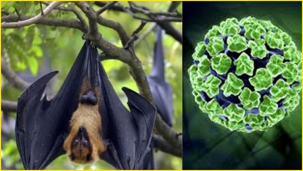 14 year old boy dies of Nipah virus in Kerala Virus symptoms causes and prevention 14 year old boy dies of Nipah virus in Kerala Virus symptoms causes and prevention